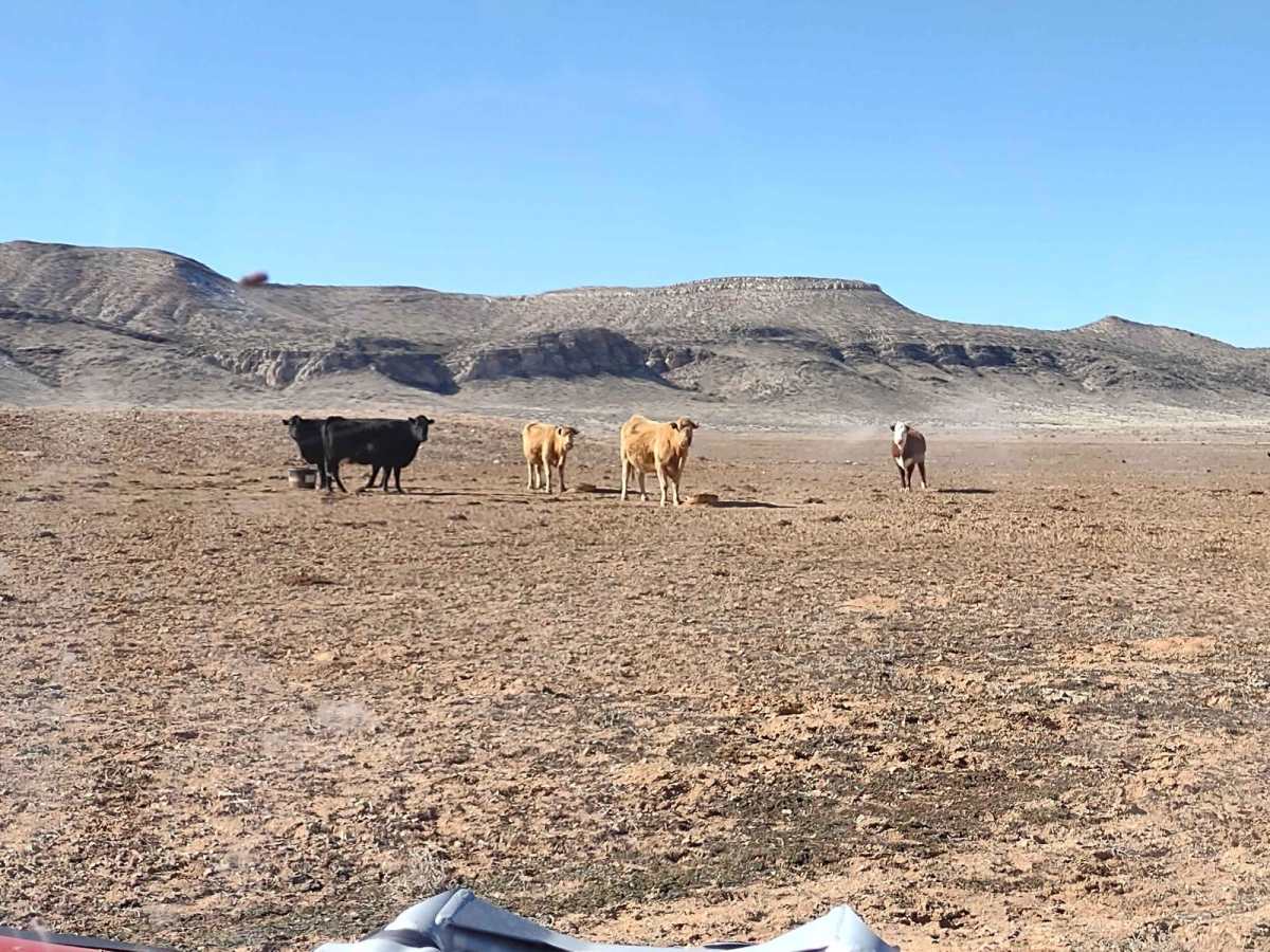 Northern Arizona High Desert (Part 2) trail photo