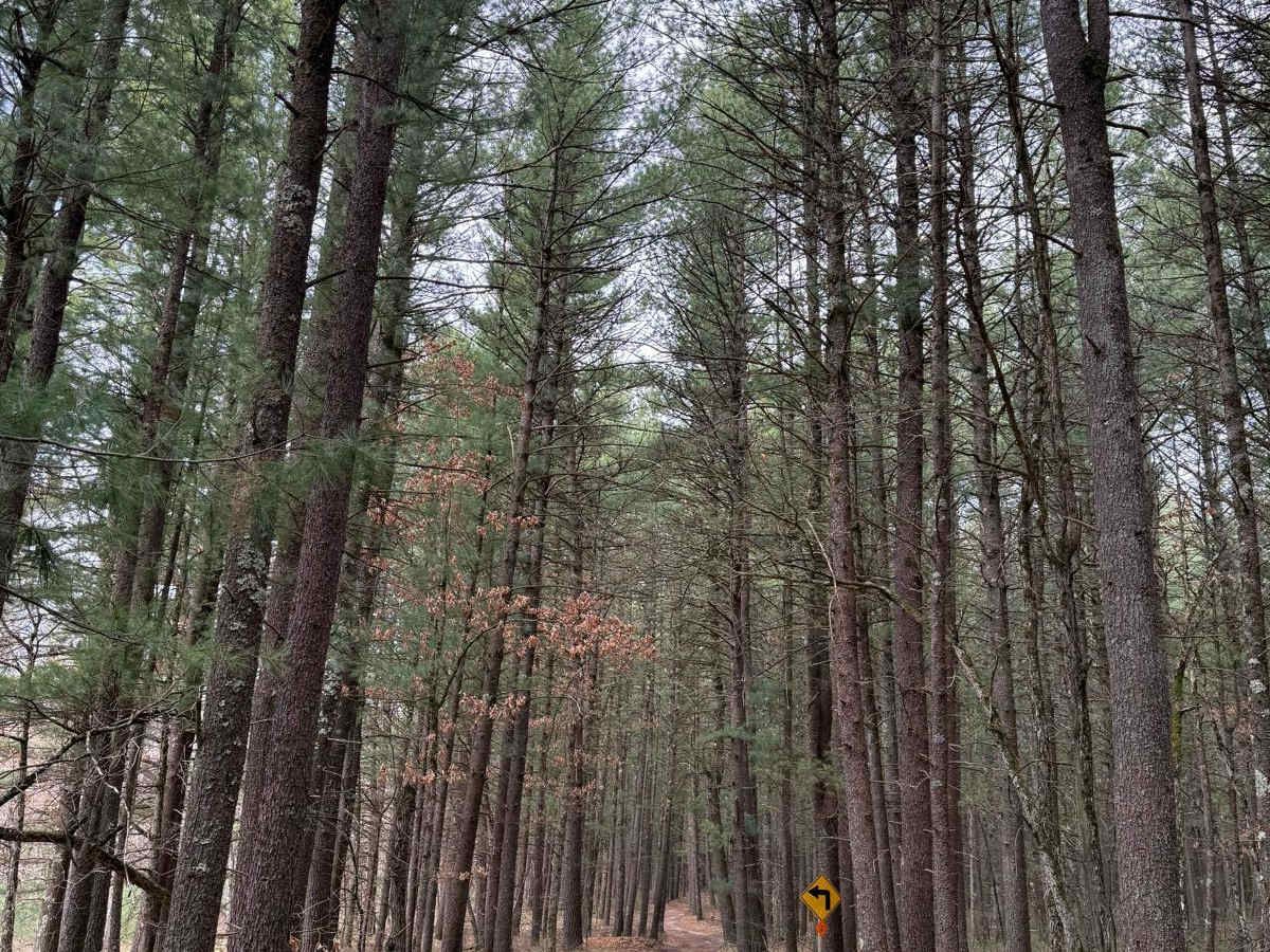 NFS 6040 trail photo