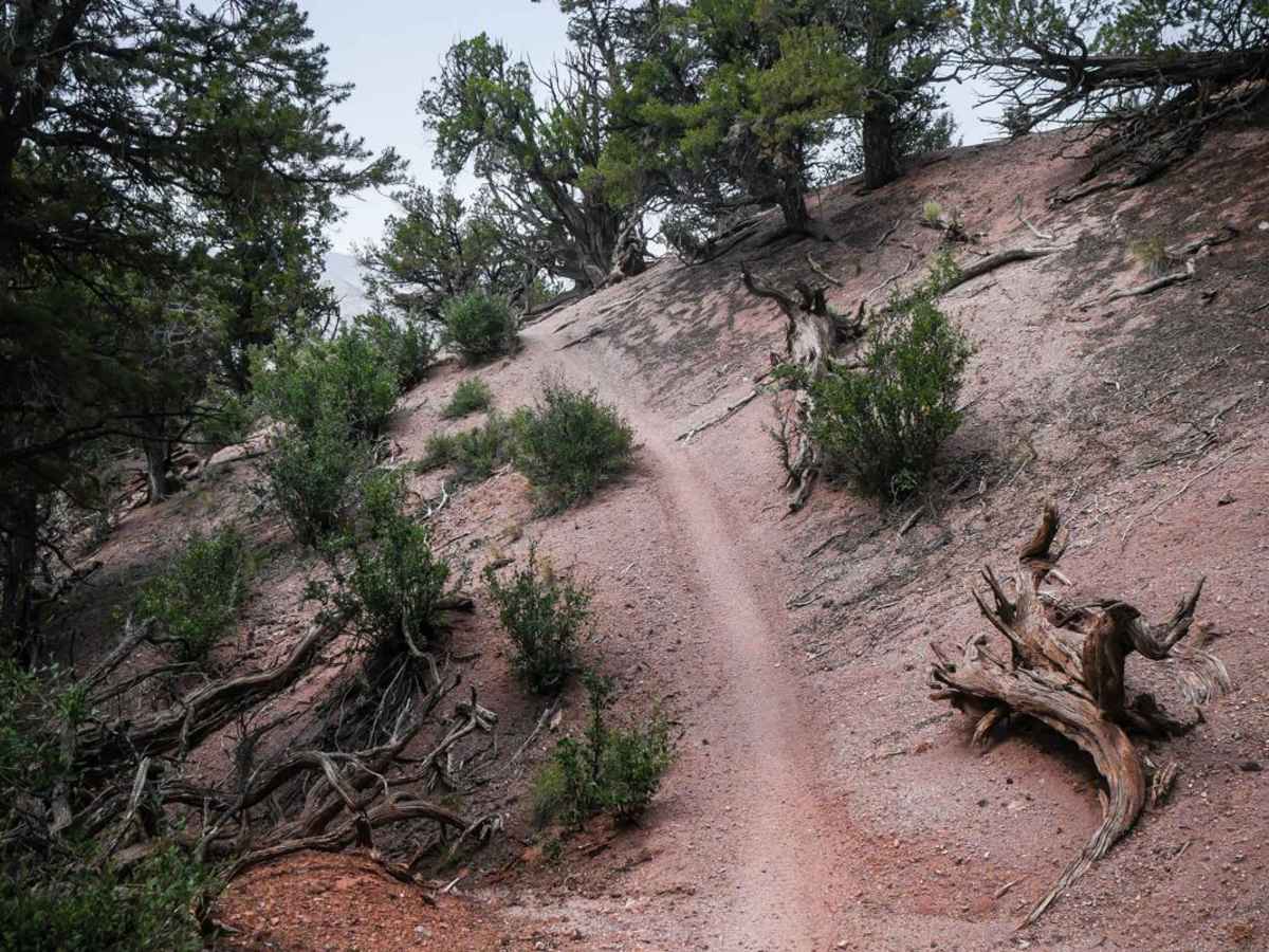 BLM 8623 photo 3