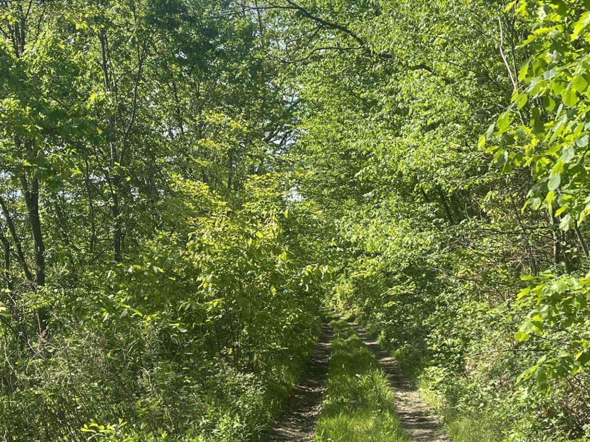 Graham Road photo 4