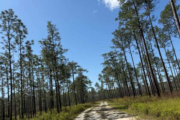 Rowletts Creek - FS 106S