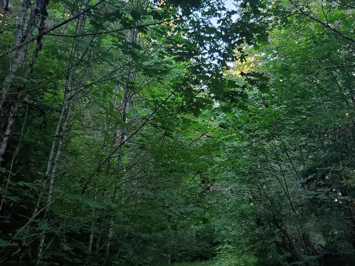Deep Forest Connection Road photo 4