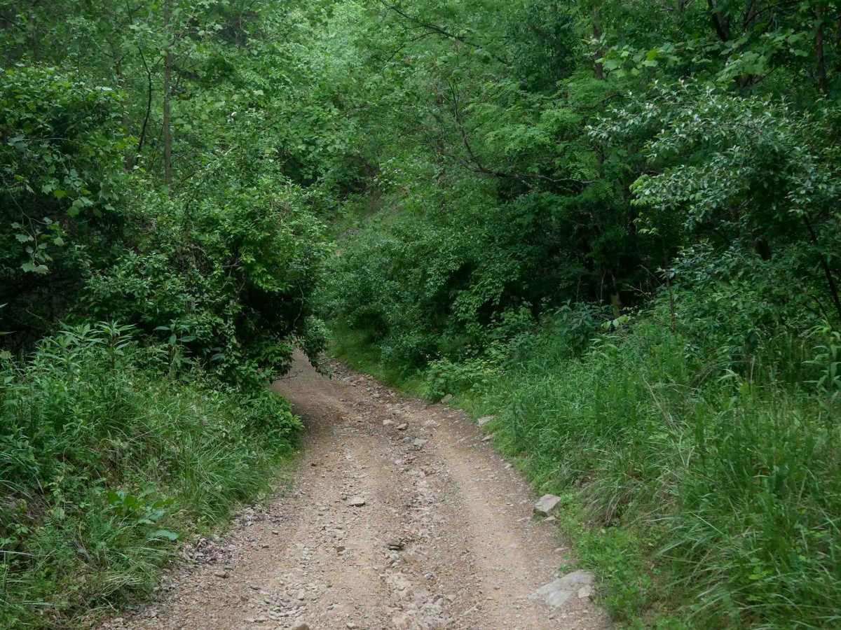 MV17 photo 5