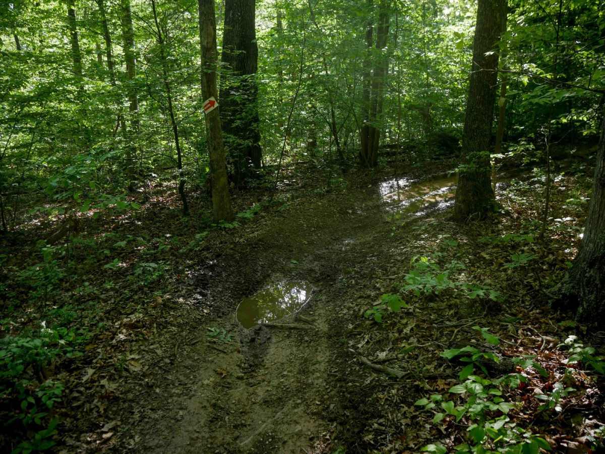Single Track 3 photo 6