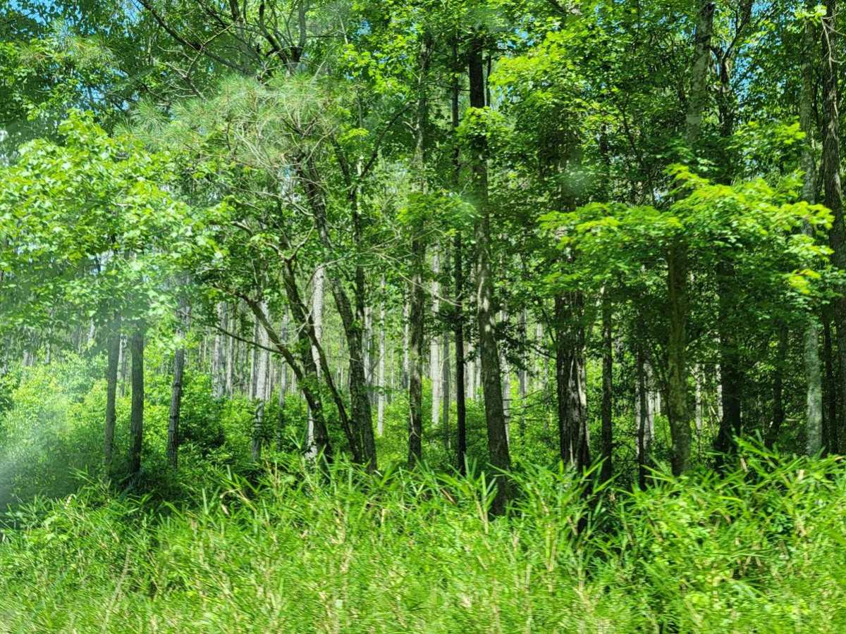 Big Woods Loop photo 4