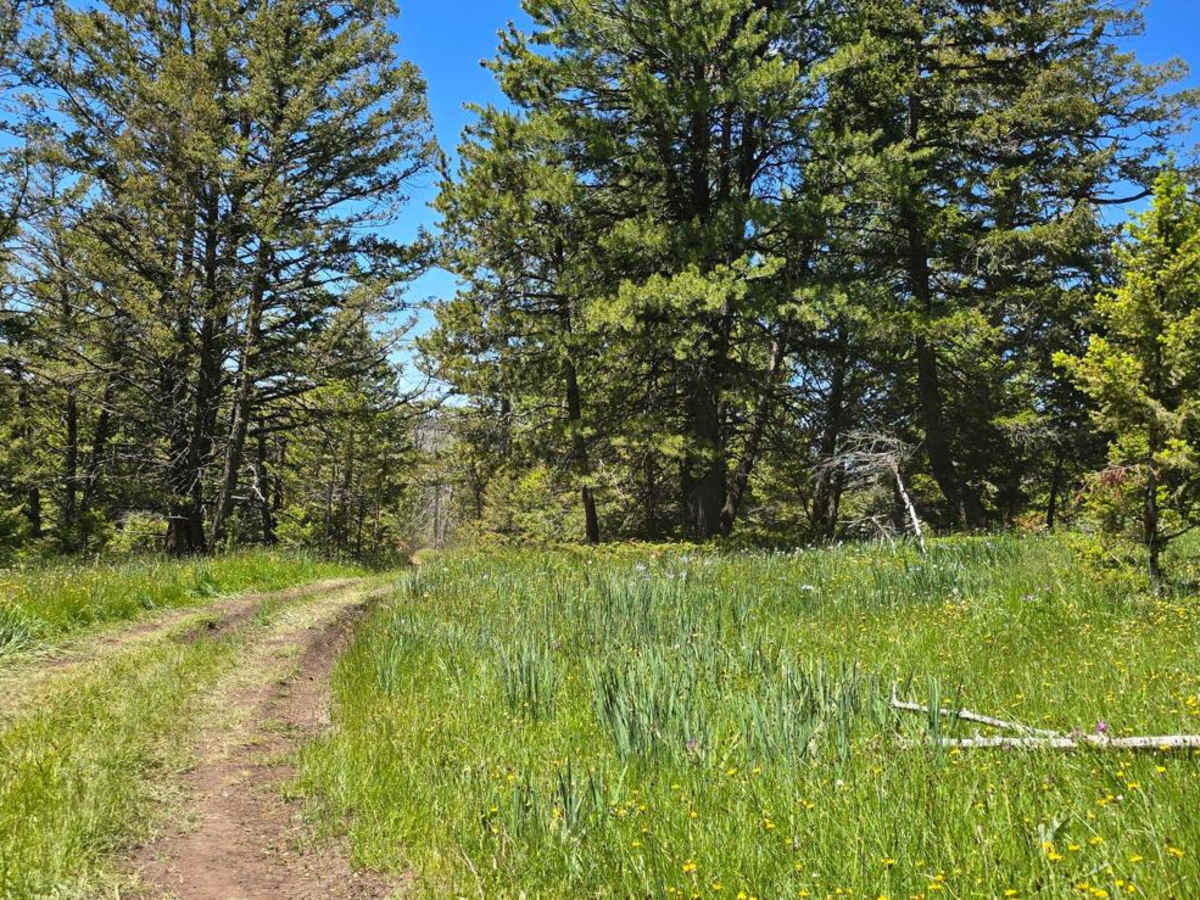 Long Park (FSR 209) photo 6