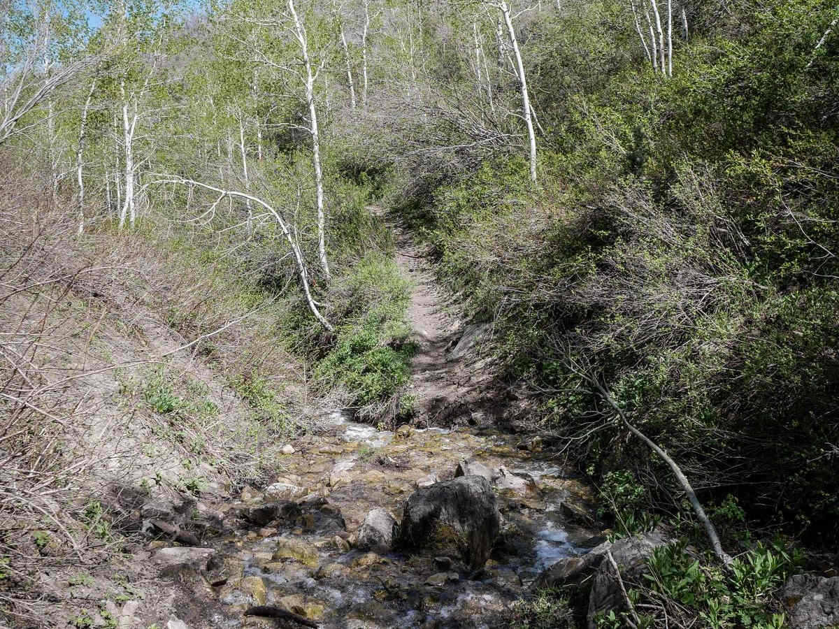Third Water Creek #236 photo 6