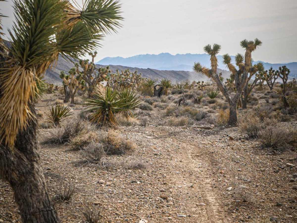 Joshua Tree Trail photo 5