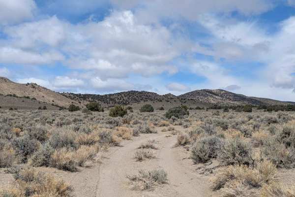 Douglas Spring - 44501