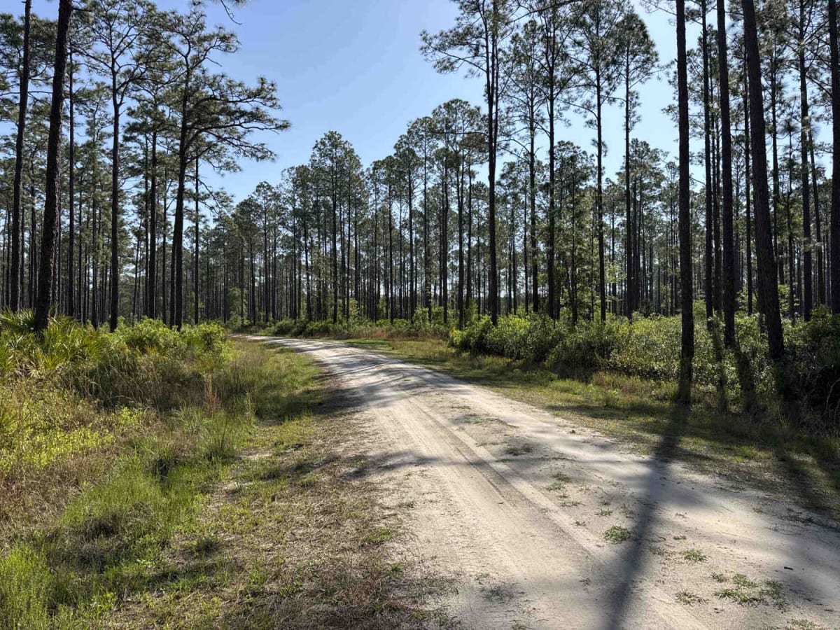 Water Town - Osceola NF 278 trail photo