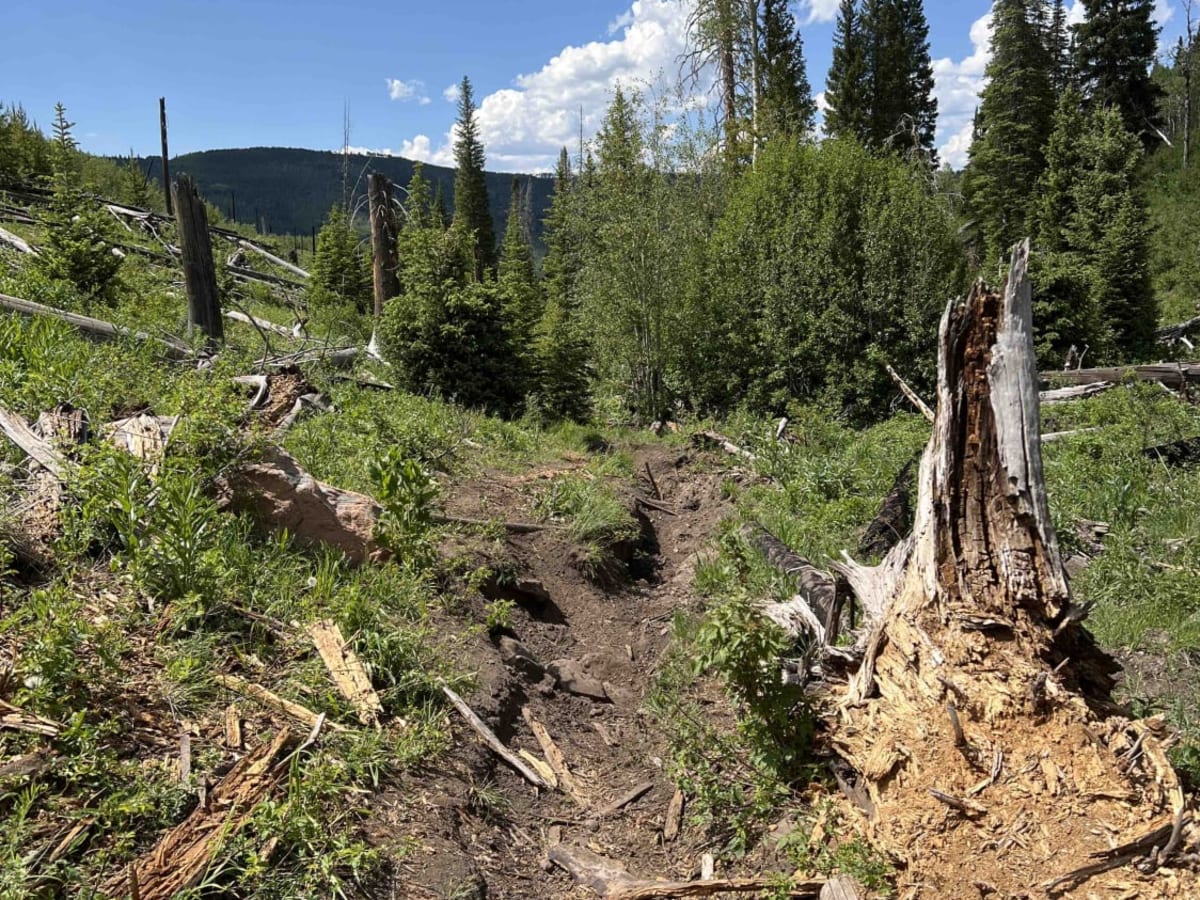 Little South Fork Trail photo 6