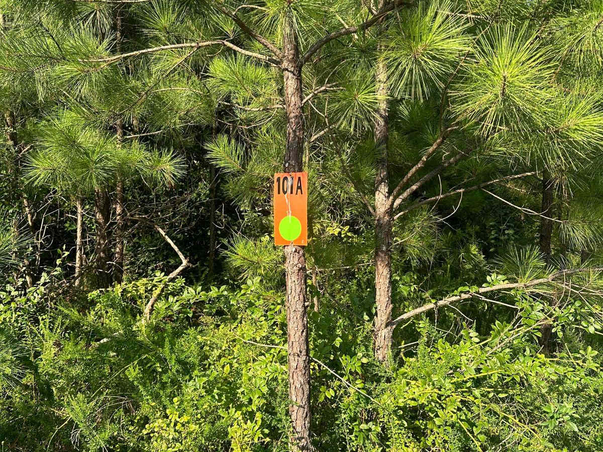 101A trail photo