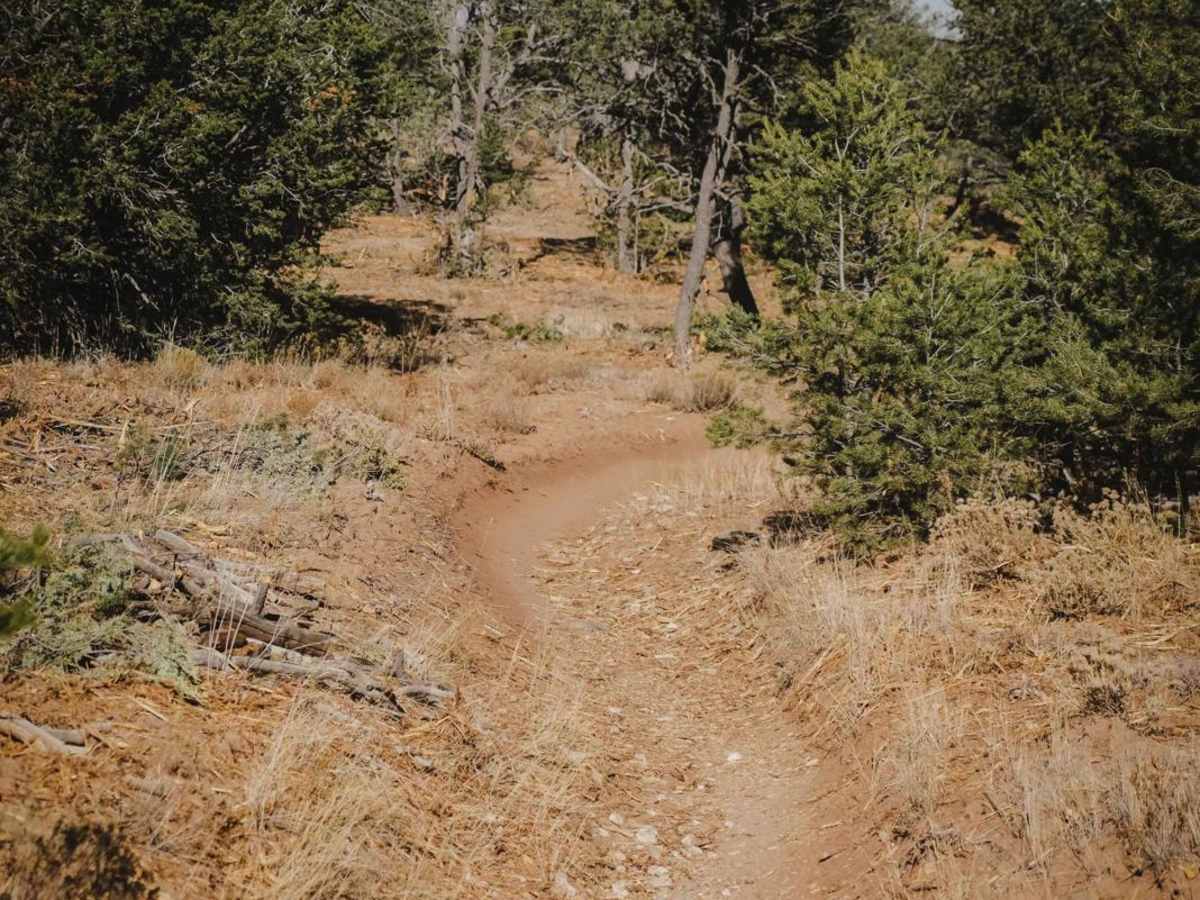 Lone Pine photo 5