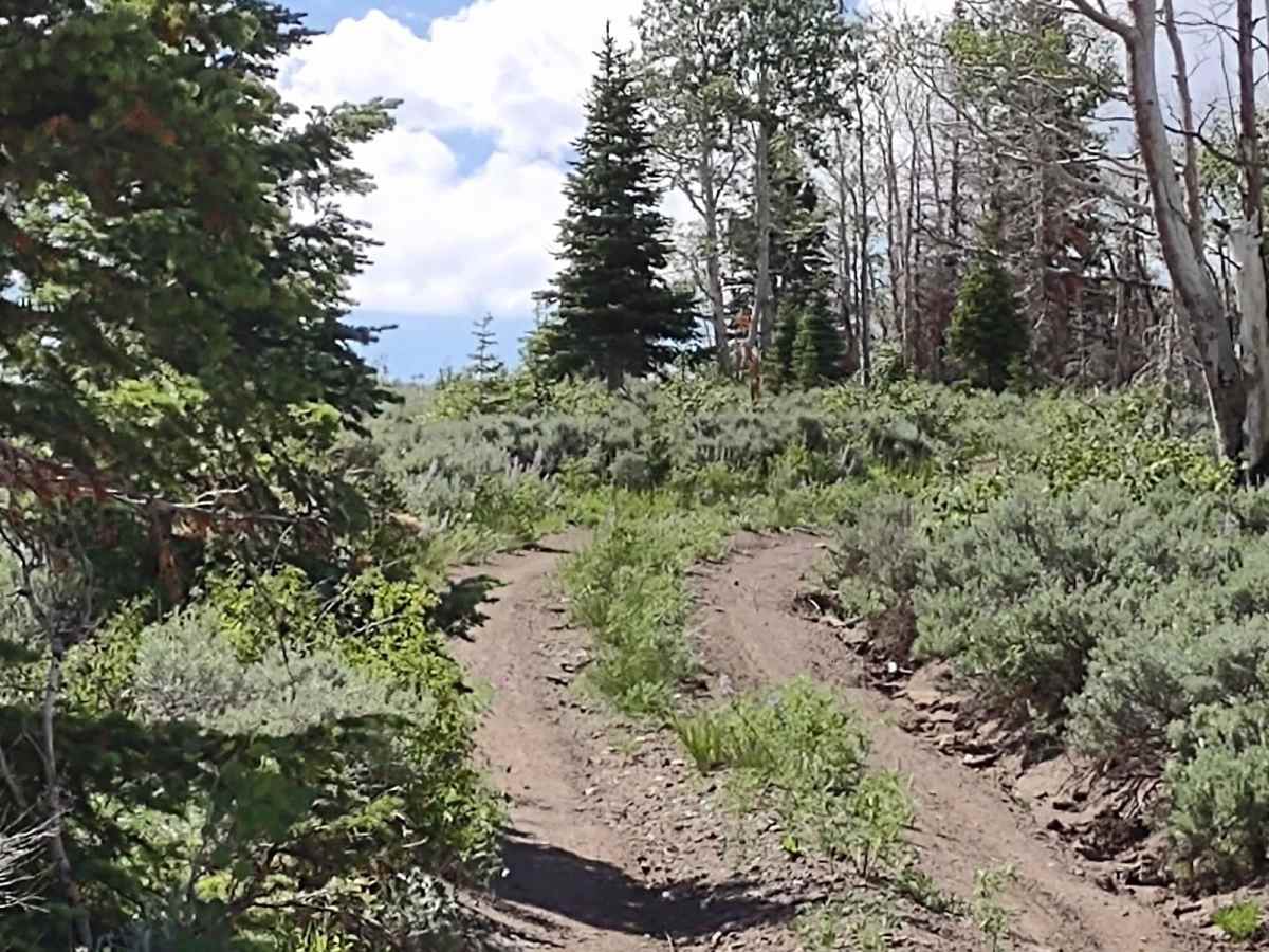 Burned Aspen Loop - FS 41230 photo 5