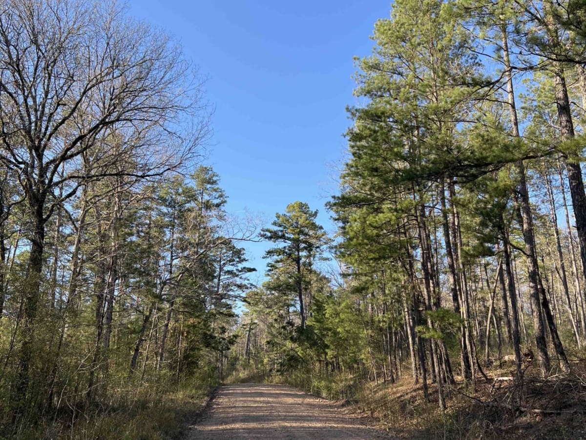 Road 58/FSR 1004 photo 3