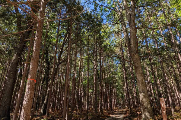 Trail 5356