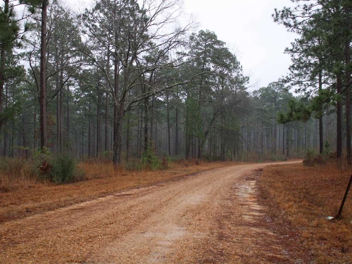 Carthage Timberlands to Kisatchie photo 6