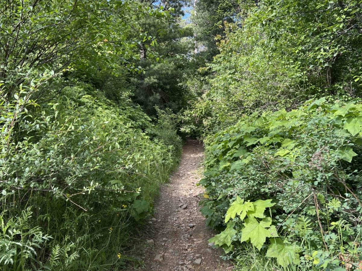 Jewel Gulch - 103 trail photo