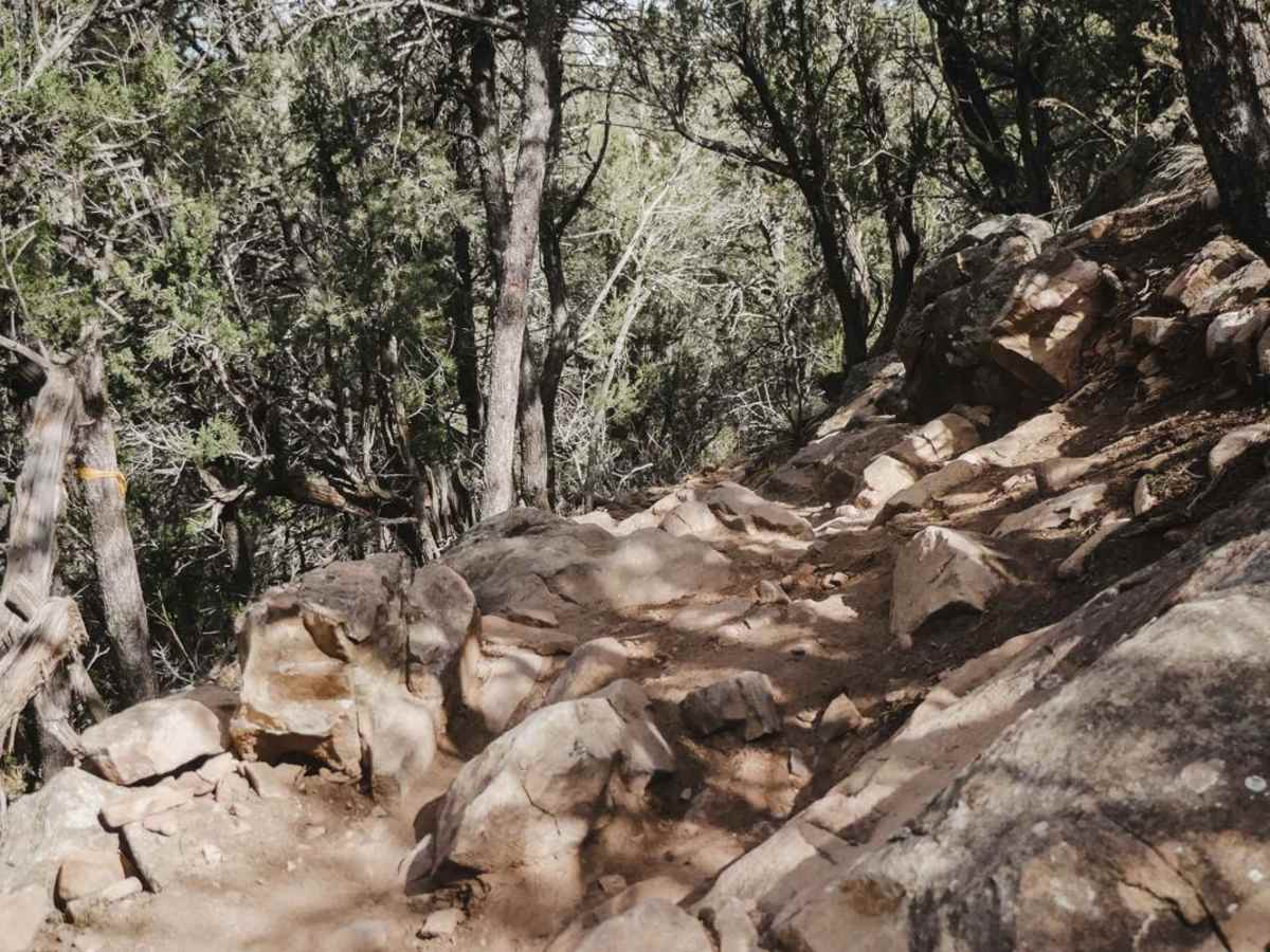 Coyote trail photo