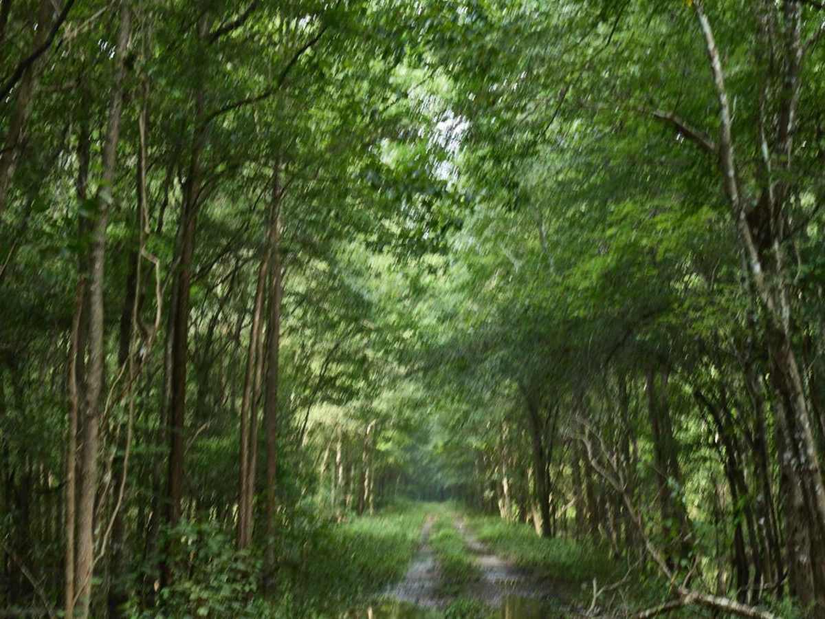 Killian Swamp Road photo 5