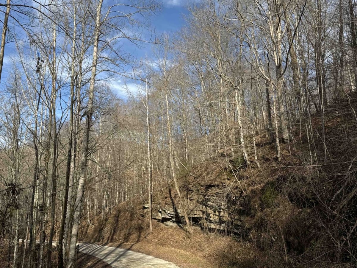 White Ash Road photo 4