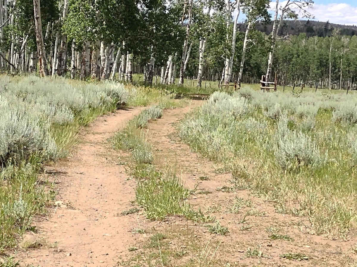 Papa Bear Spur FS 42118 trail photo