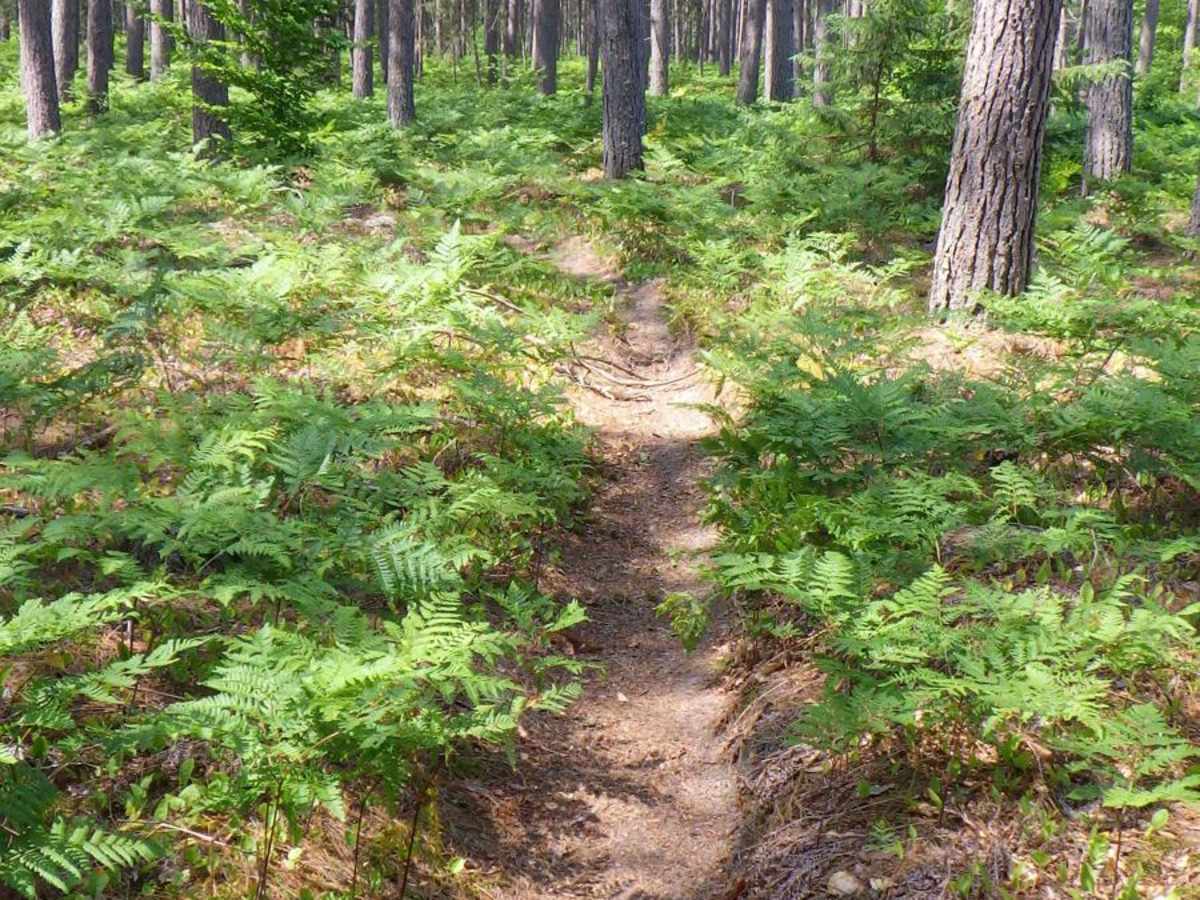 Brevort-Trout Lake Motorcycle Trail West photo 2