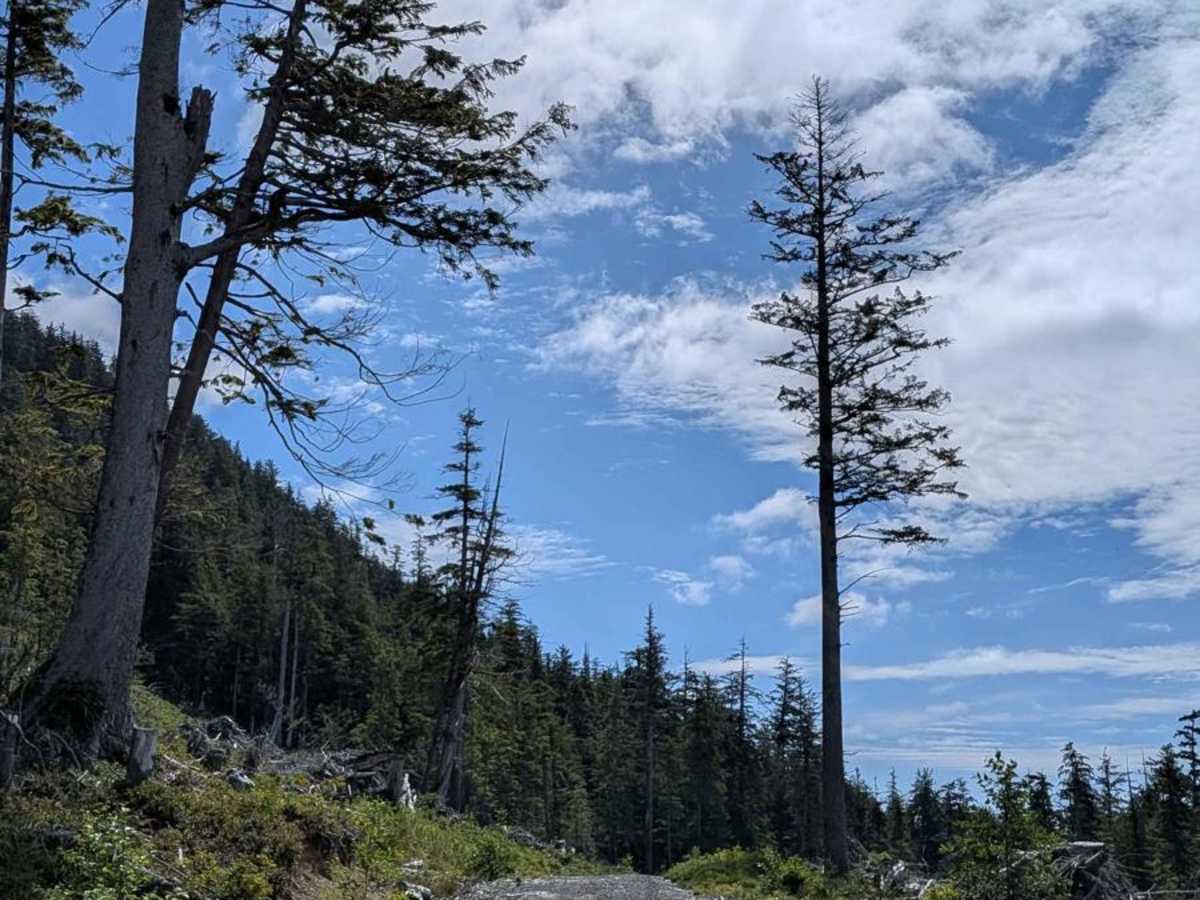 Hecht Wildflower Ridge Spur photo 3