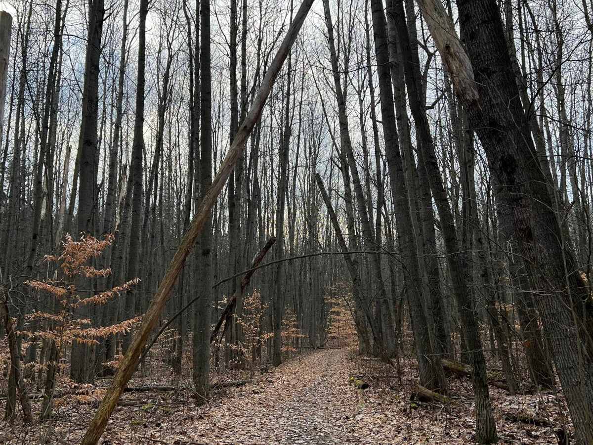 NFS 5185 trail photo
