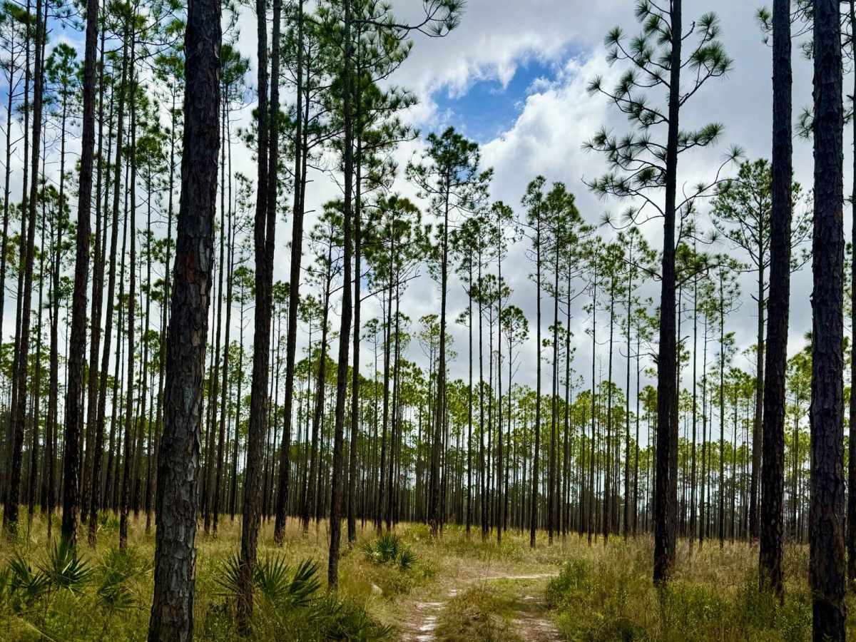 Bear Road- FS 111-E photo 5