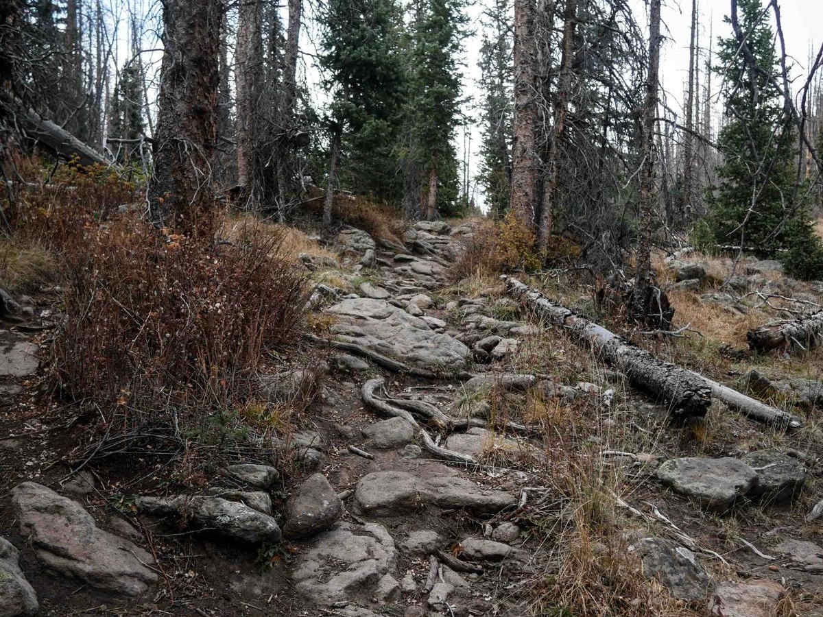 Groundhog Single Track trail photo