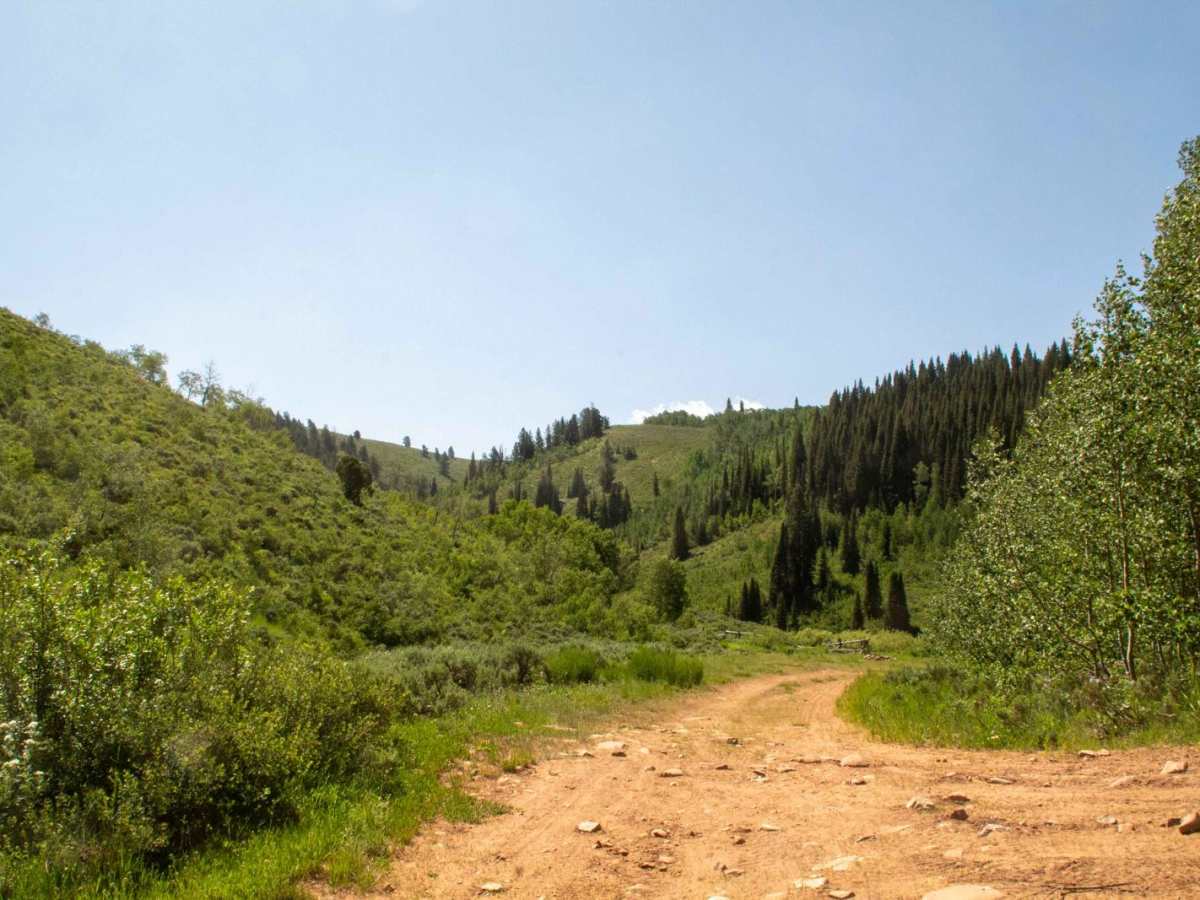 Baldy Wheeler Road photo 5