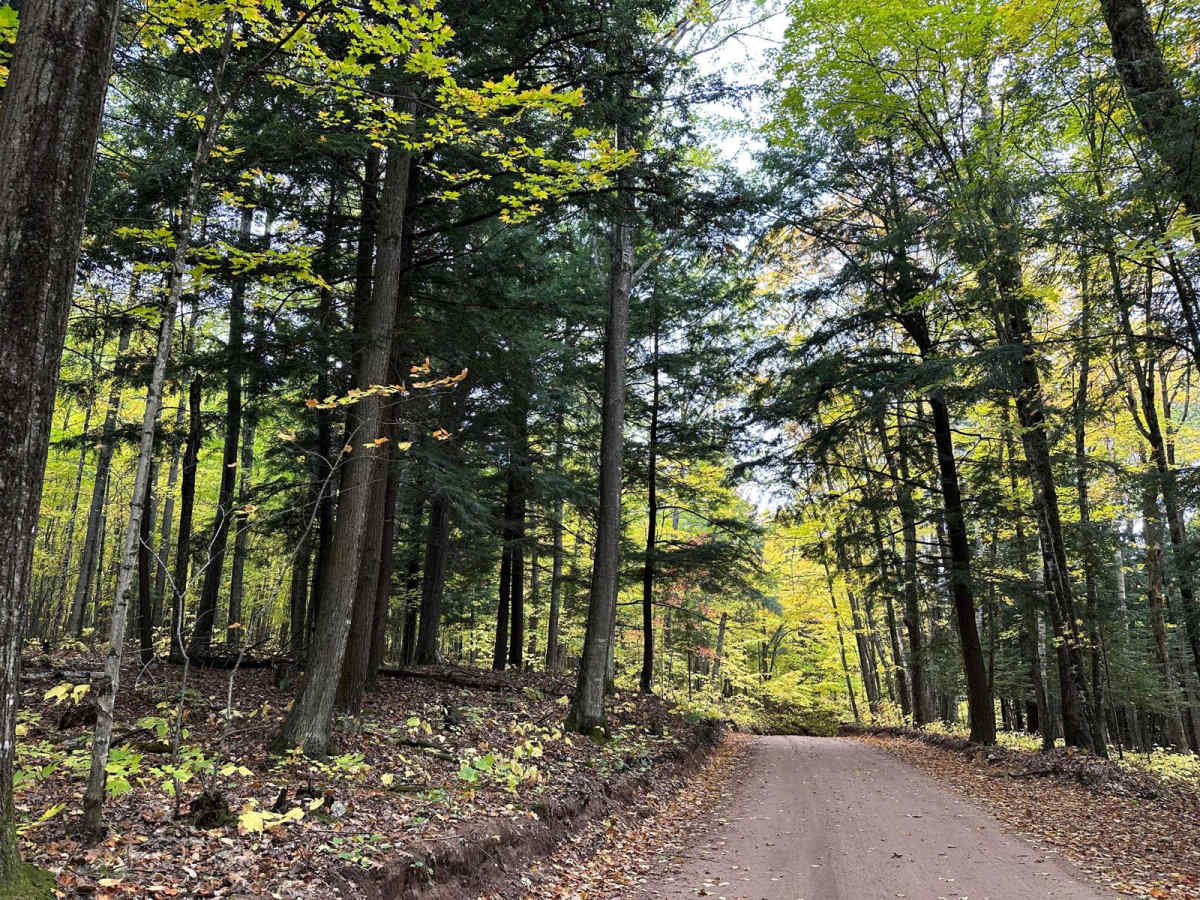 Harlow Lake Road Trail photo 5