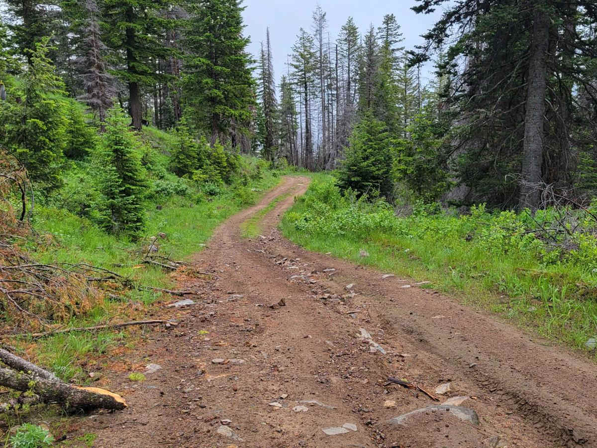 Forest Crossing photo 6