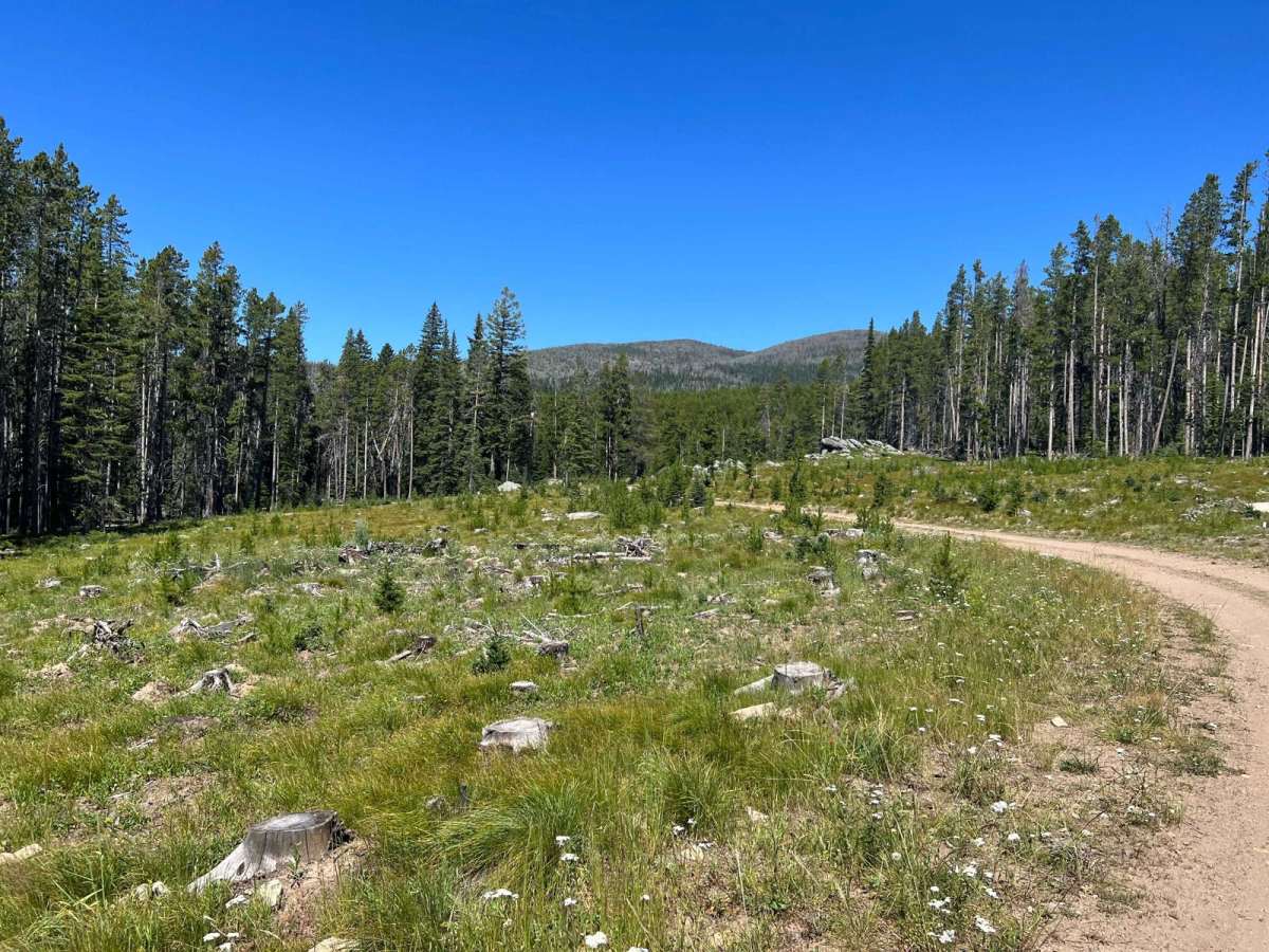 Virginia Creek (1249) photo 3