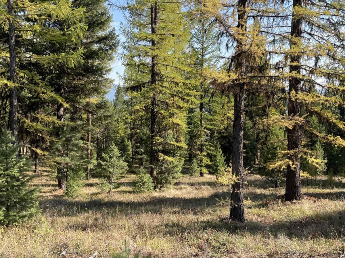 Placid Creek Road photo 4