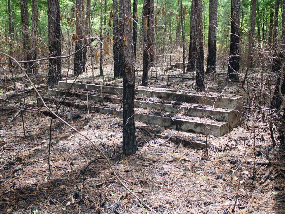 Circle Through the Past in Kisatchie photo 4