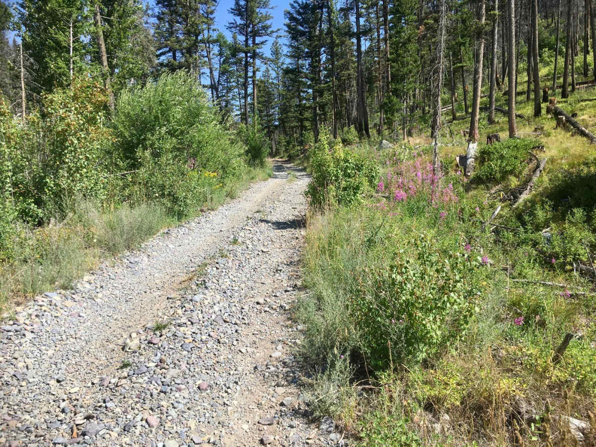 Stonewall Creek Road - FS 607E photo 3