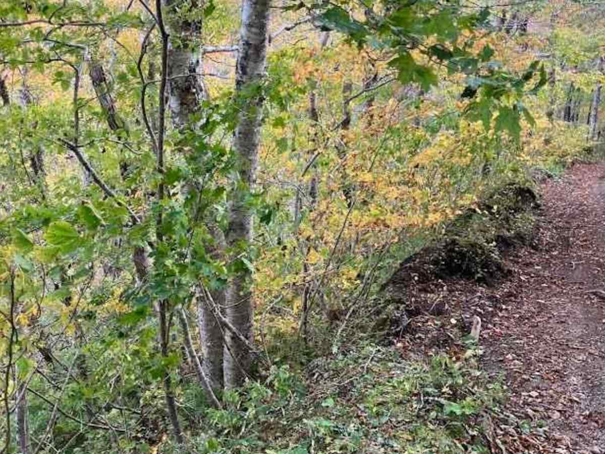 Cape Mabou Road photo 2