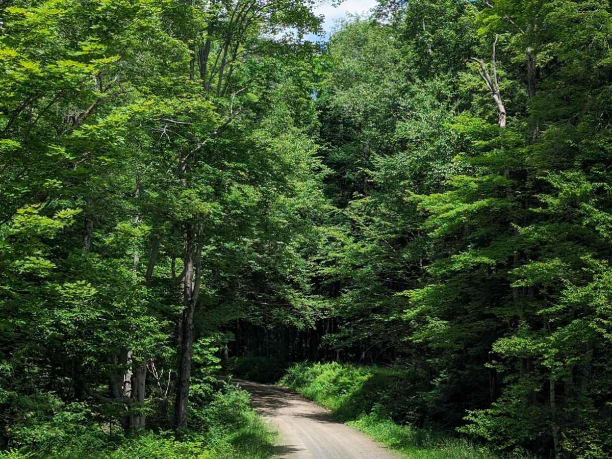 Mineral Spring Road photo 4