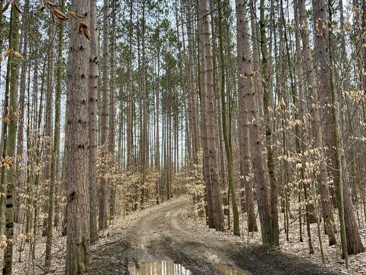 NFS 5510 trail photo