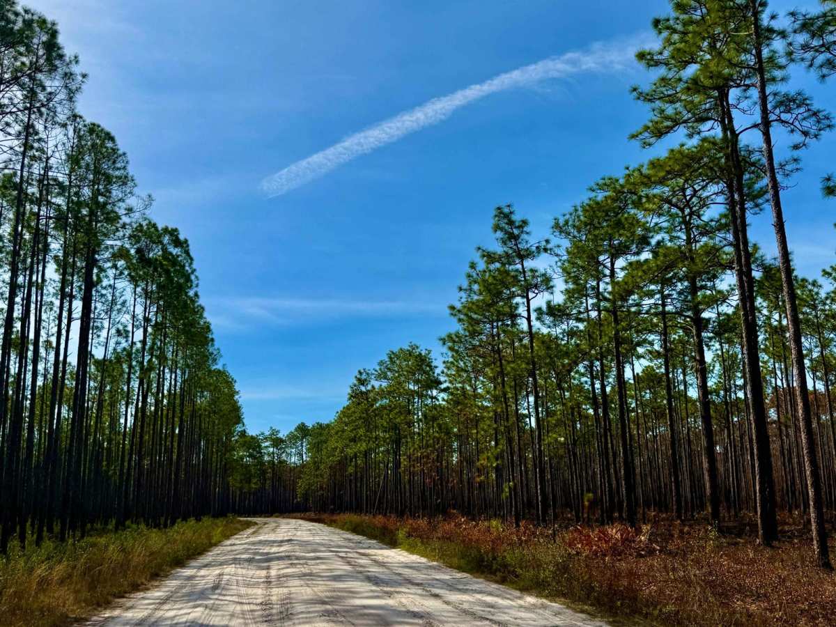 Ranger Trail - FS 312 photo 6