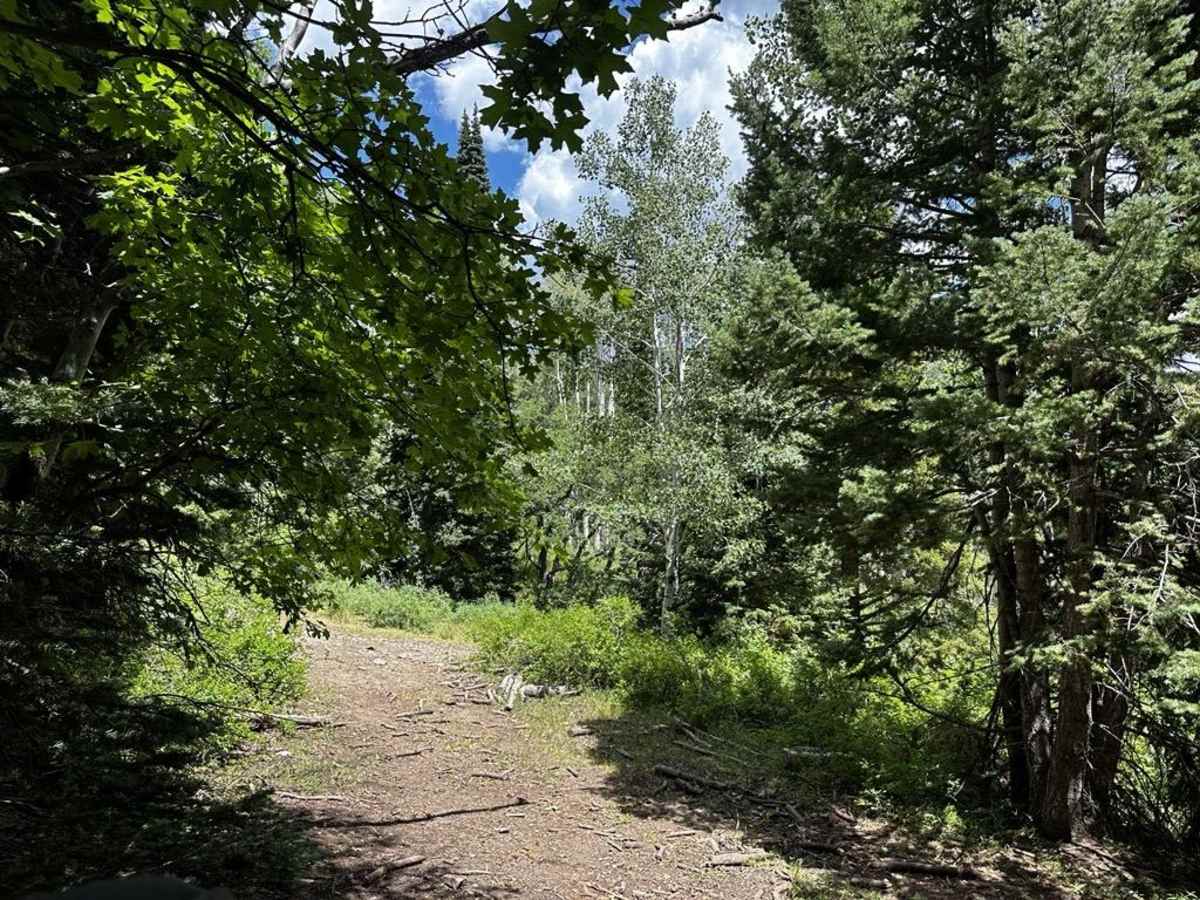 Trail 55255 to 55258 trail photo