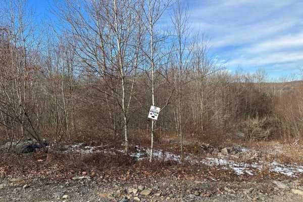 Locust Gap 29