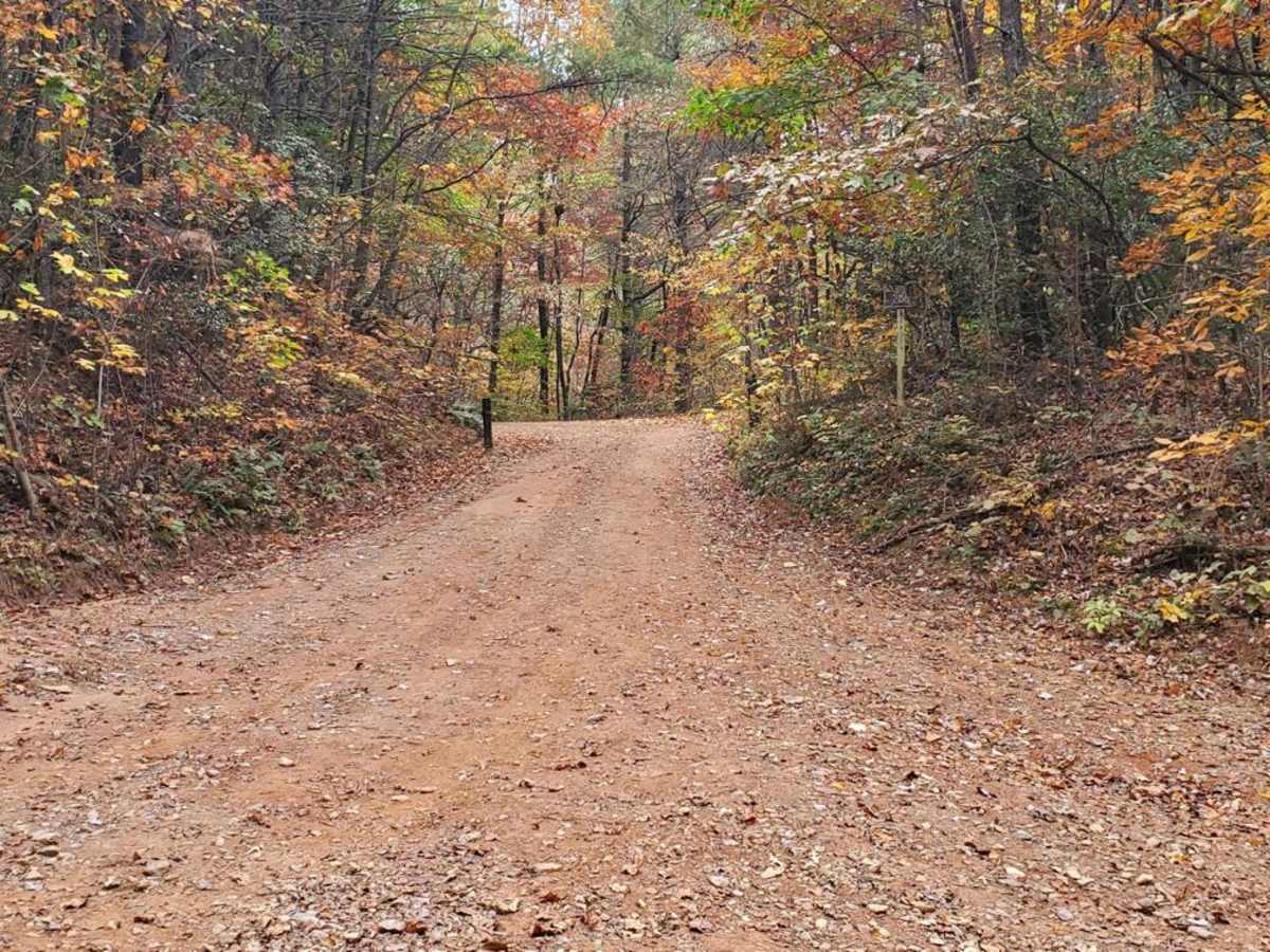 Moss Hill - FSR 28B trail photo