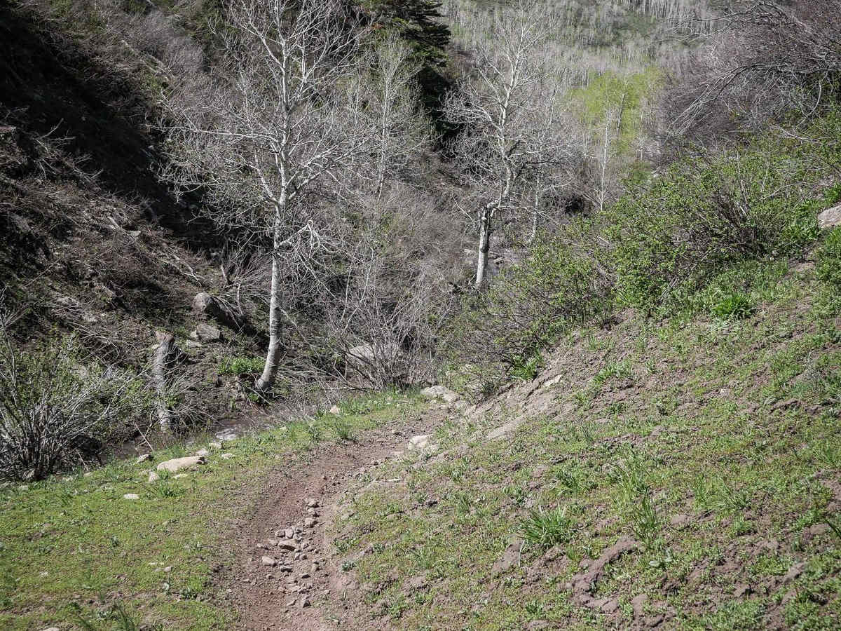 Cottonwood Second Water #018 photo 6