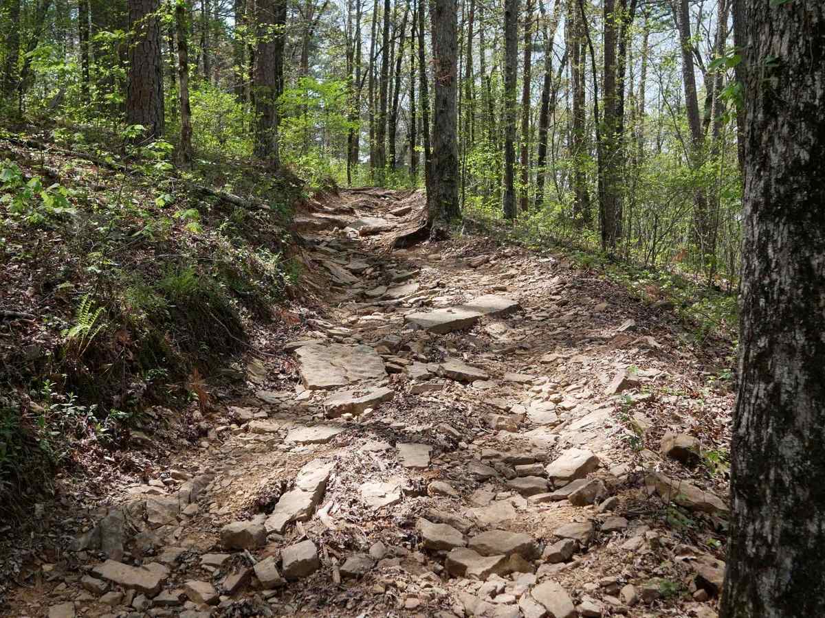 Black Oak Ridge trail photo