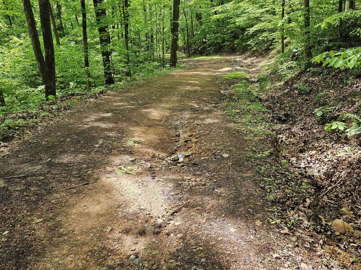 Forest Service Road 403 photo 6