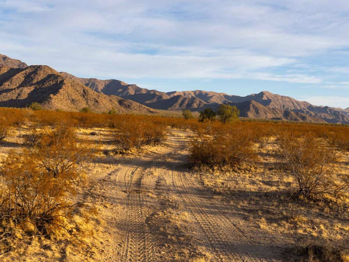 Cholla Camp photo 2
