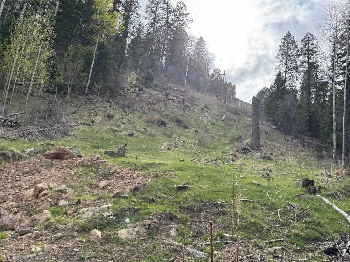 Bear Springs Road Continued photo 4